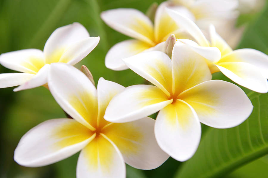 The Plumeria in Hawaiian Culture: A Symbol of Beauty and Tradition