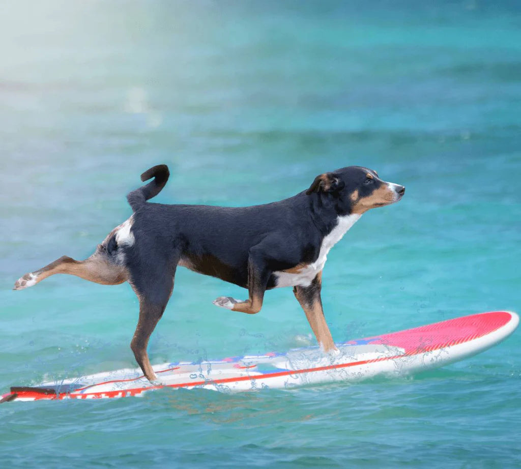 Riding the Wave: A Deep Dive into the History and Culture of Dog Surfing